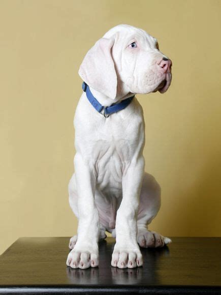 White Great Dane | Dane puppies, White great dane, Great dane puppy