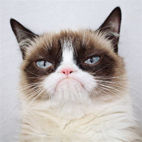 Fluffy, grumpy cat. | We Know How To Do It