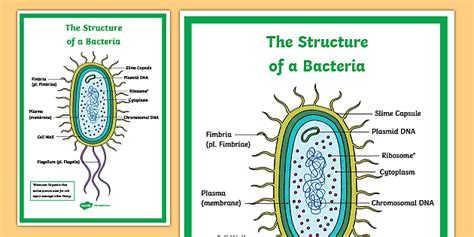 Bacteria Diagram Gcse