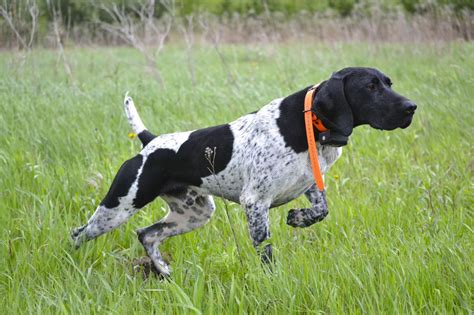 Canadian Pointer – Dog Breed Information and Pictures | Livelife