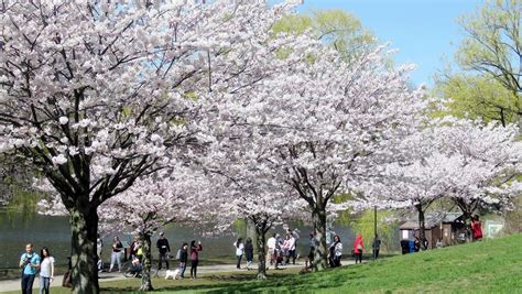 City Of Toronto Announces High Park Cherry Blossoms Will Go Virtual ...