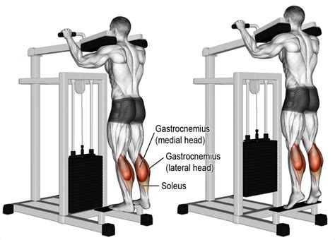 Calf Exercises: Standing Vs Seated Calf Raise – Fitness Volt