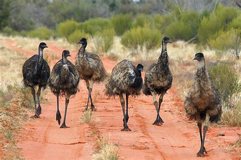 The Great Emu War And Australia's Futile Attempt At Eradicating Emus