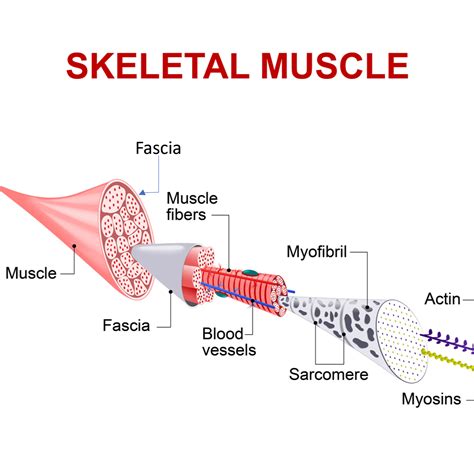 What is this fascia all about? — Greene Lotus Holistic Physical Therapy ...