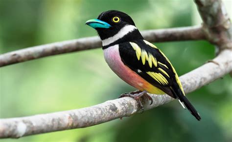 The Banded Broadbill- Charismatic Planet