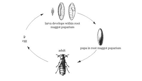 Rove Beetle | CALS