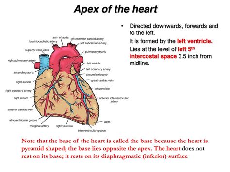 PPT - Anatomy of the Heart PowerPoint Presentation, free download - ID ...