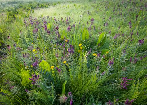 How To Turn Your Lawn Into A Wildflower Meadow (& Why You Should)