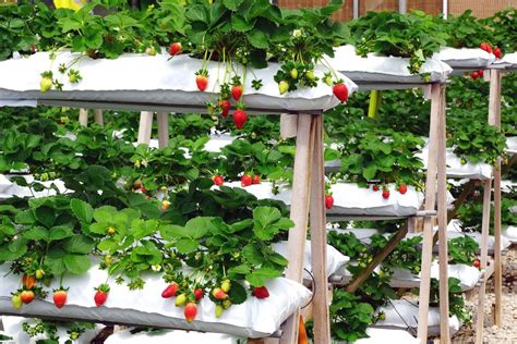 Florida Strawberries - Florida Agriculture in the Classroom