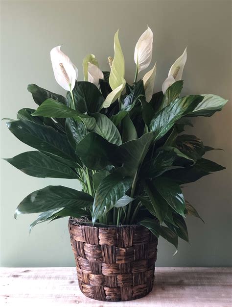 10" Graceful Spathiphyllum (Peace Lily) - Large in Waldorf, MD ...