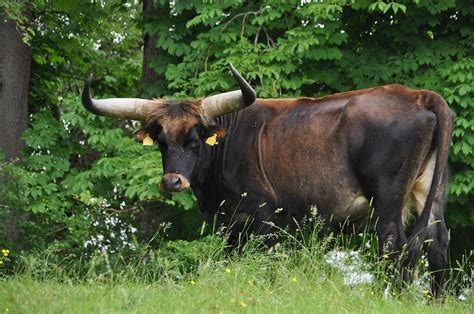 The Breeding-back Blog: Visiting Heck cattle at Wörth, Bavaria