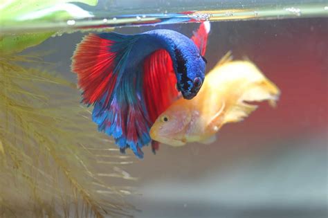 Breeding Betta Fish | Fishkeeping World