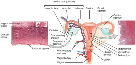 Anatomy and Physiology of the Female Reproductive System | Anatomy and ...