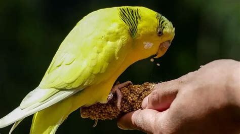 What Is a Lutino Budgie? The Ultimate Guide - Farewell Pet Care