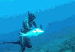 Goliath Grouper Attacks Spearfisherman - Drowning Worms