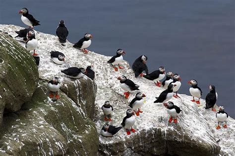 Puffin hunting in Iceland: Breeding collapse due to climate change.