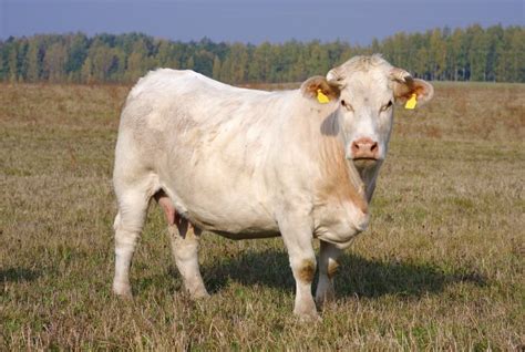 Charolais Cattle Breed: Pictures, Facts, Uses & Origins | Animal World