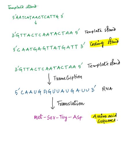 [Solved] Template strand: 5'AATCATAACTCATTG'3 a)Write the CODING ...