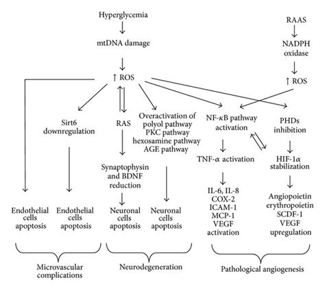 Schematic overview of the ROS influence on the development of ...