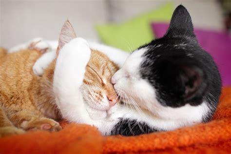 10 mèo dễ thương cute cats hugging Trong hình ảnh chúng ôm nhau