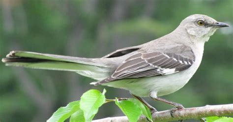 Florida Considers Ousting Mockingbird As Official State Bird - CBS Miami