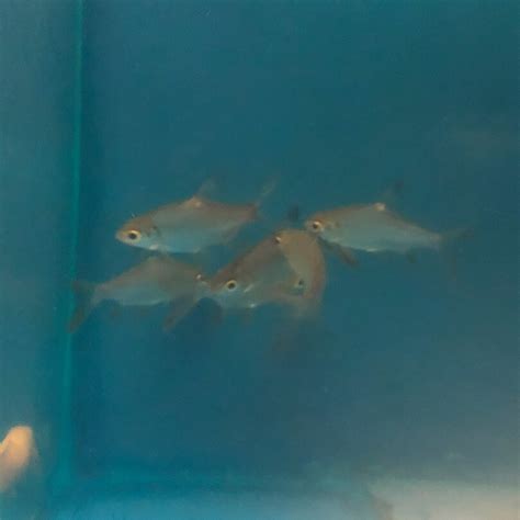 Tinfoil barb for sale | Exotic Fish Shop | Call 774-400-4598