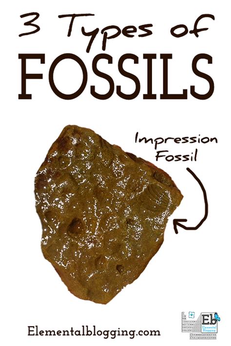 3 Types of Fossils | Homeschool Science Corner