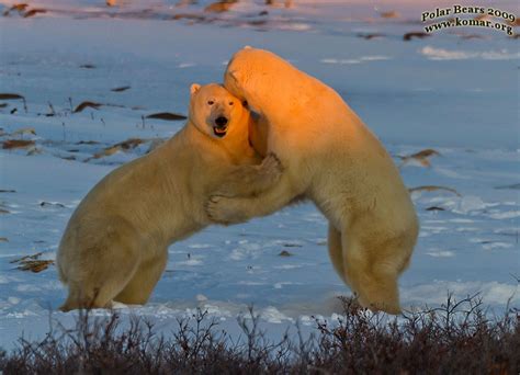 Polar Bears FIGHTING!!!