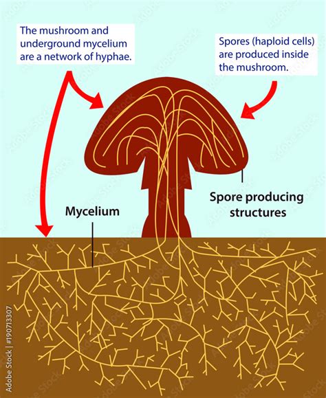 Vector illustration of the structure of a multicellular fungi ...