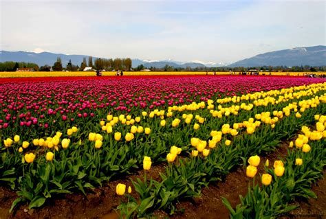 Skagit Valley Tulip Fields | Wallpapers Gallery