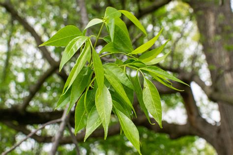 White Ash Tree Leaves