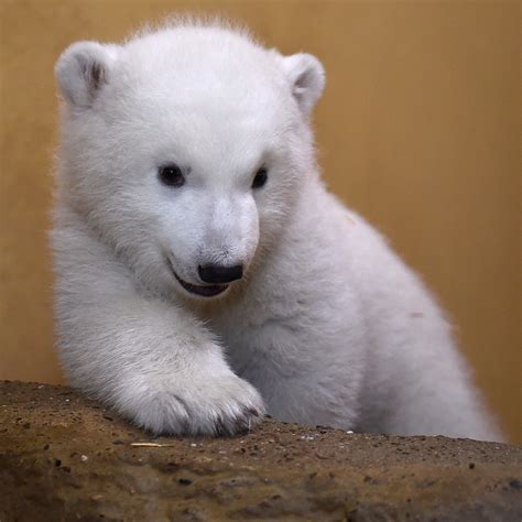 Germany: Photos of cute polar bear cub exploring the world for the ...