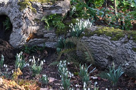 Cambridgeshire walk where you can see thousands of snowdrops ...