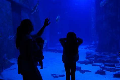 What is the SEALife London Aquarium like for kids?