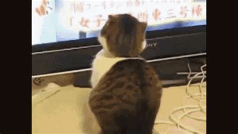 Cat GIF - Cat Watching Tv - Discover & Share GIFs