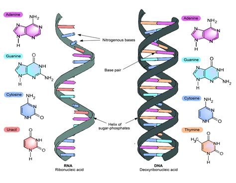 5.3 Protein Synthesis Requires RNA – The Evolution and Biology of Sex