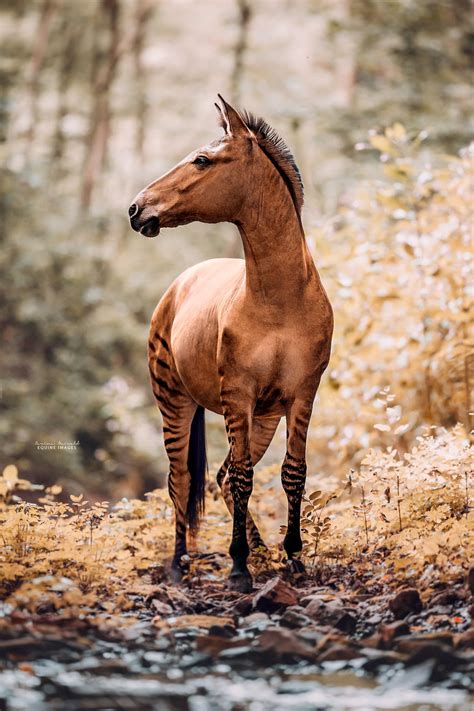 I Photographed A Zorse – The Hybrid Most People Don’t Think Exists (10 ...