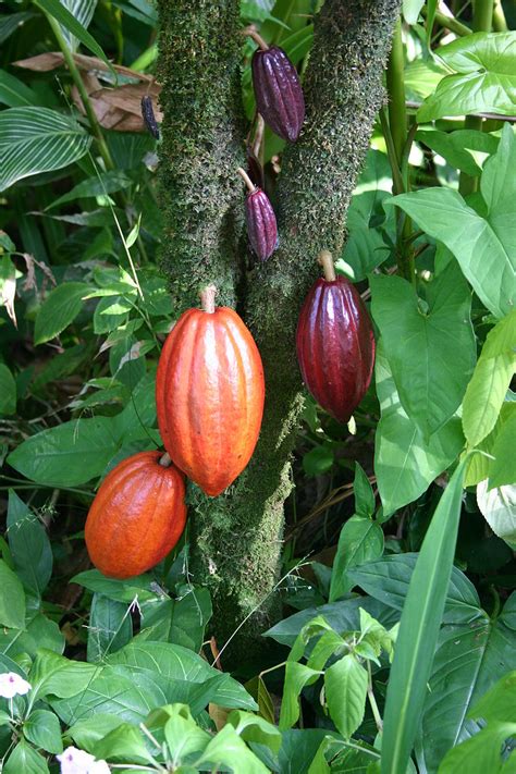 File:Cocoa Pods.JPG - Wikimedia Commons