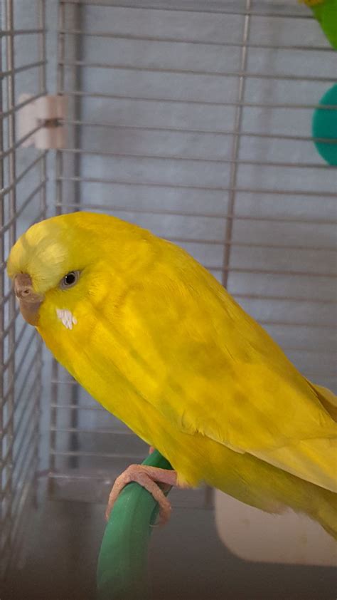 a lutino budgie | Budgies, Birbs, Bird