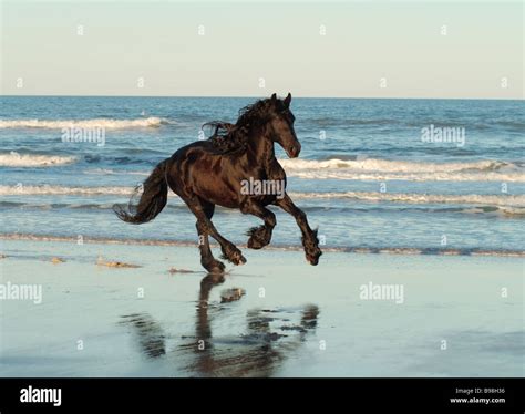 Friesian horse running on beach Stock Photo - Alamy