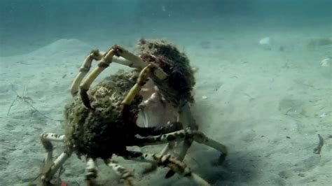 EPIC CRAB BATTLE!!!! SPIDER CRABS WRESTLING - YouTube