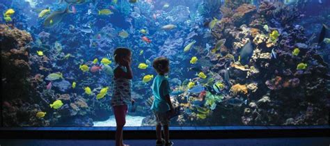 10 Best Aquariums for Kids in the United States - Mommy Nearest