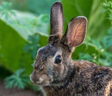 What Do Rabbits Ear Positions Mean? | USA Rabbit Breeders