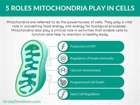 Role of mitochondria in cell | Mitochondria, Mitochondrial health ...