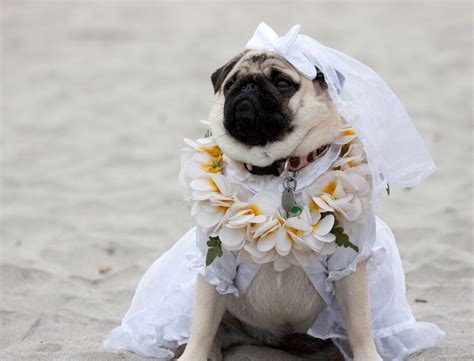 I'z a beautiful bride!! #pugclothes | Pugs in costume, Pugs, Pug love