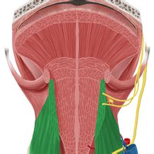 Hyoglossus muscle | Human body, Free online, Make it simple