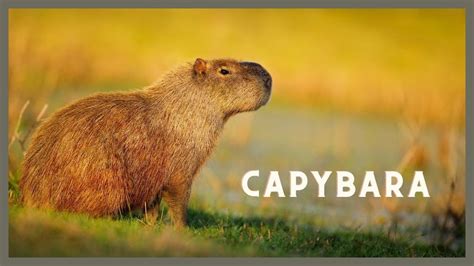 What does a capybara sound like? - YouTube