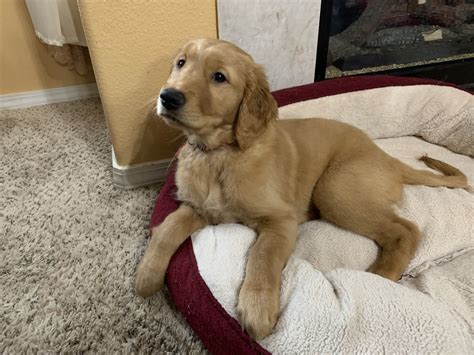 Golden Retriever Puppies For Sale | Salem, OR #320054