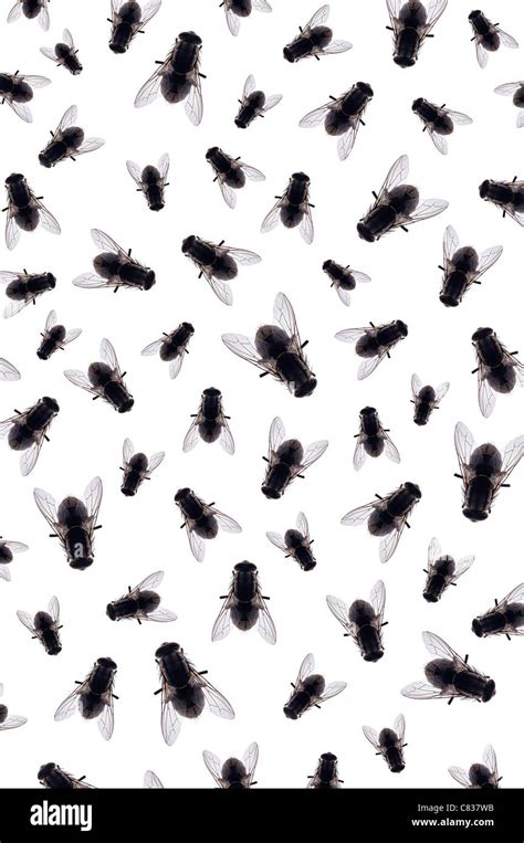 Swarm of flies hi-res stock photography and images - Alamy