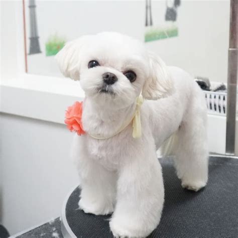 maltese grooming #malteselove #maltepoogrooming #memydog # ...